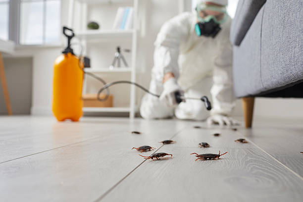 Affordable Termite Control solutions in La Vale, MD